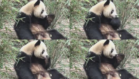 大熊猫在中国的视角，全高清视频，用三脚架录制高清在线视频素材下载