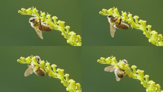 蜜蜂为植物的花朵授粉并采集花蜜高清在线视频素材下载
