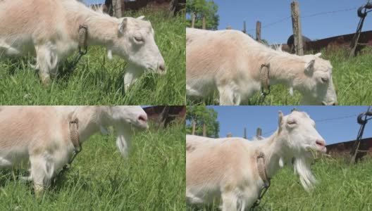 在一个阳光明媚的日子里，带着项圈的白色山羊在乡间的绿草地上吃草。农业概念和畜牧业的特写高清在线视频素材下载