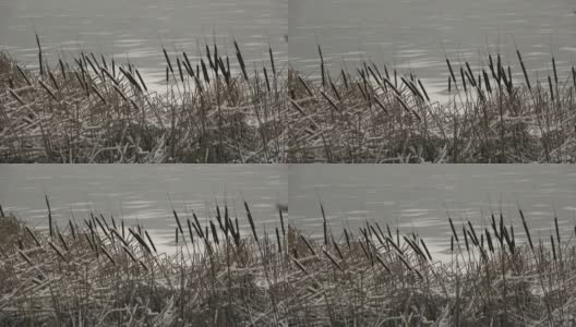 冰冻的湖面上，雪地里的干芦苇高清在线视频素材下载