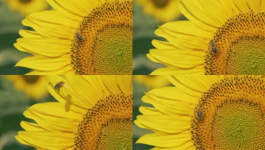 授粉和飞行的蜜蜂在向日葵与慢动作镜头。高清在线视频素材下载
