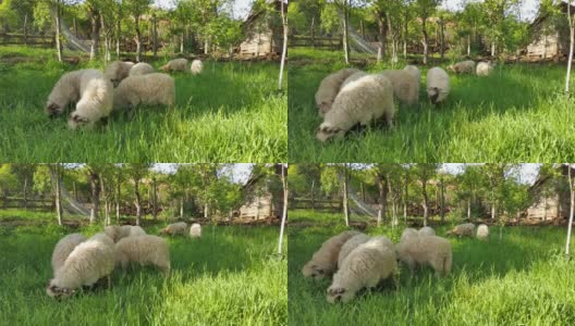 春天，花园里的草很绿，很新鲜，只有一些垂涎欲滴的羊才想吃高清在线视频素材下载