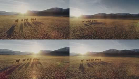 马在草地上自由奔跑，雪山为背景高清在线视频素材下载