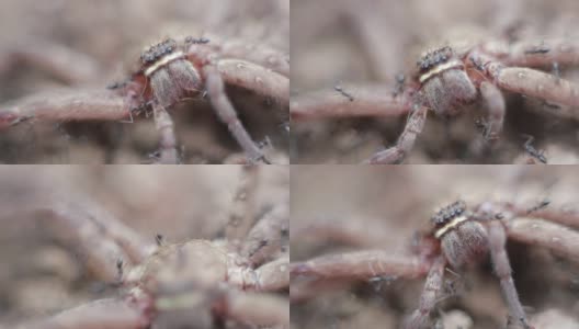 一群蚂蚁攻击并吃掉了一只巨大的蟹蛛高清在线视频素材下载