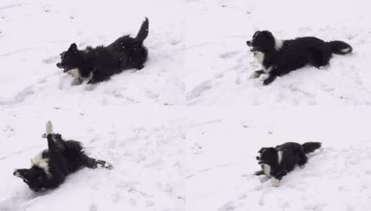 慢动作:狗在新雪中打滚高清在线视频素材下载