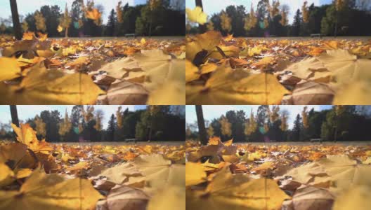 秋天落在地上的枫叶，特写高清在线视频素材下载