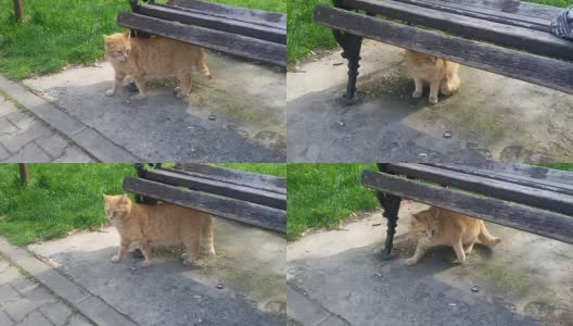 旧板凳下的一只流浪猫高清在线视频素材下载