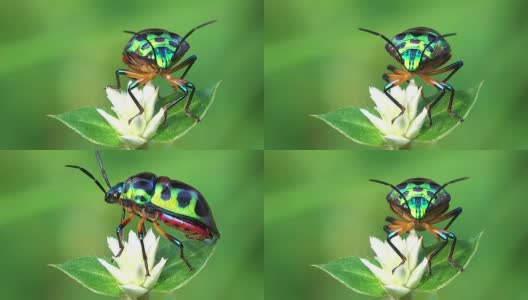 花上的蓝甲虫高清在线视频素材下载