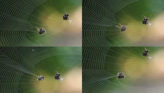 蜘蛛织网高清在线视频素材下载