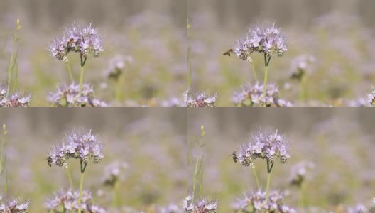 蜜蜂给十字花科的花授粉高清在线视频素材下载