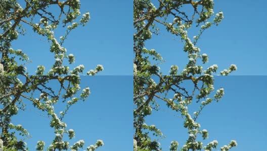 一丛白色山楂或山楂的树枝，在蓝色的春天的天空下，在风的运动在安达卢西亚，西班牙。高清在线视频素材下载