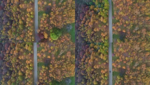 空中鸟瞰汽车行驶在五彩缤纷的秋天森林道路上。秋天有橙、绿、黄、红的树林。山区街道道路的建立。4k无人机飞行直线下降建立拍摄高清在线视频素材下载