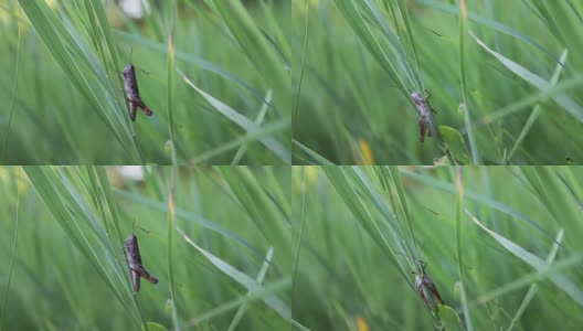 一个巨大的绿色蚱蜢坐在一片高高的新鲜的森林草地上的一片草叶上高清在线视频素材下载