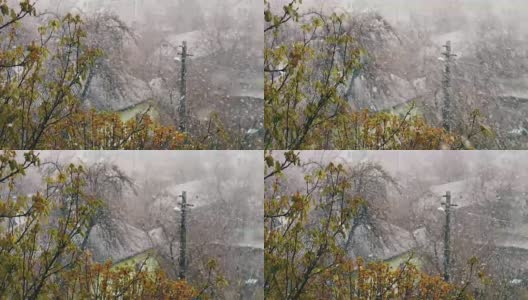 在春天雪。雪花落在枝繁叶茂的街道上。高清在线视频素材下载