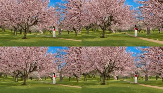 日本和服少女和樱花盛开的3D动画高清在线视频素材下载