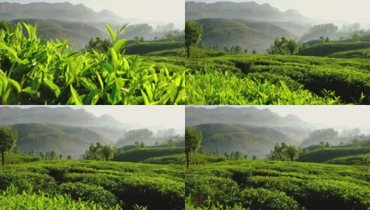 斯坦尼康镜头拍摄的茶叶种植园在Munnar，印度高清在线视频素材下载