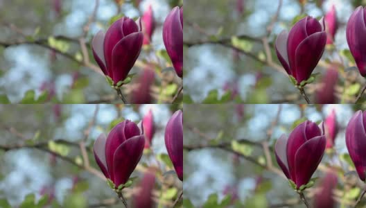 紫玉兰春天开花高清在线视频素材下载