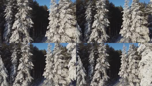 航空摄影。照相机在雪地里的树间飞来飞去。四轴飞行器的俯视图高清在线视频素材下载