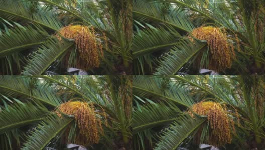 棕榈树上的枣子高清在线视频素材下载