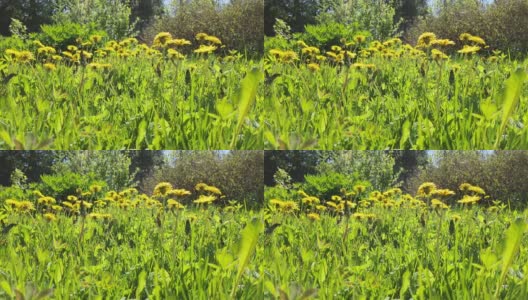 黄色的蒲公英。鲜亮的蒲公英花朵点缀在绿色的春日草地上。田野在一个夏日阳光明媚的日子。高清在线视频素材下载