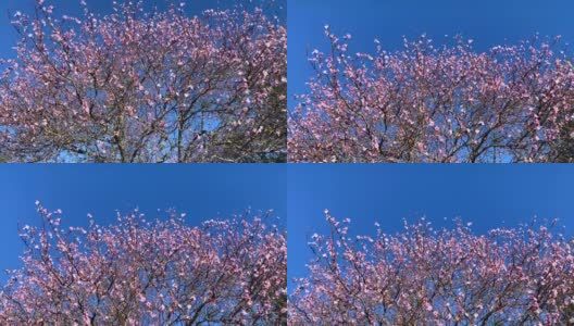 大的粉红色樱花树高清在线视频素材下载