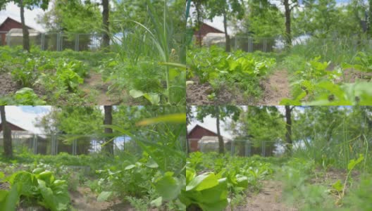 花园中的绿色小块，慢镜头180fps高清在线视频素材下载