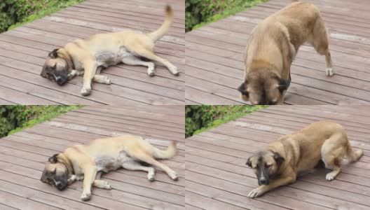 一只大狗躺着摇着尾巴高清在线视频素材下载