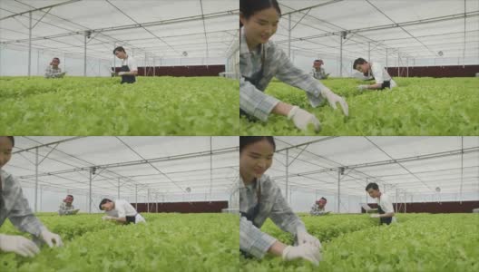 在温室里种植绿色沙拉和蔬菜。园丁们精心照料有机蔬菜。高清在线视频素材下载