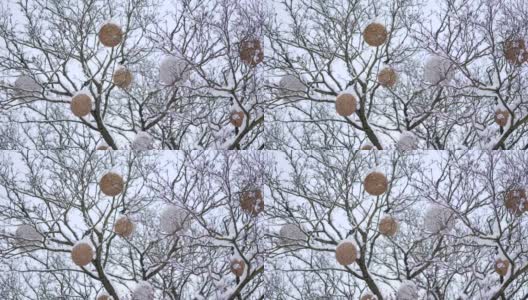 冬季城市公园的树上装饰着美丽的大圆球高清在线视频素材下载