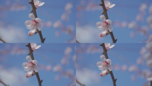 桃花盛开在蓝色的背景下水平格式视频剪辑4k视频。桃李在春天开花的视频。以晴朗的蓝天为背景。高清在线视频素材下载