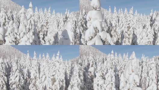 航拍:无人机拍摄的松树树梢上覆盖着新鲜的粉状雪。高清在线视频素材下载