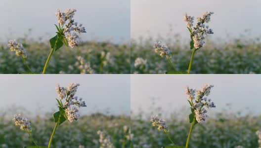 高清多莉:荞麦花高清在线视频素材下载