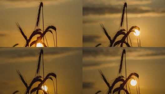 太阳升起时，T/L 8K拍摄一颗麦穗高清在线视频素材下载