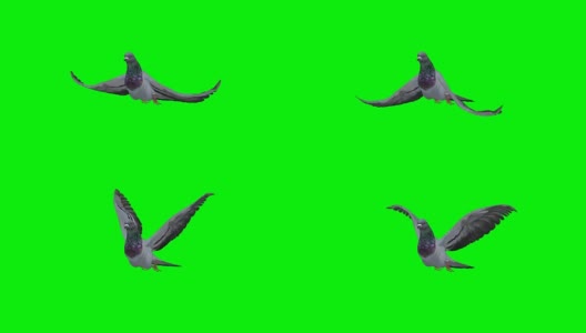 鸽子慢动作绿屏(可循环)高清在线视频素材下载