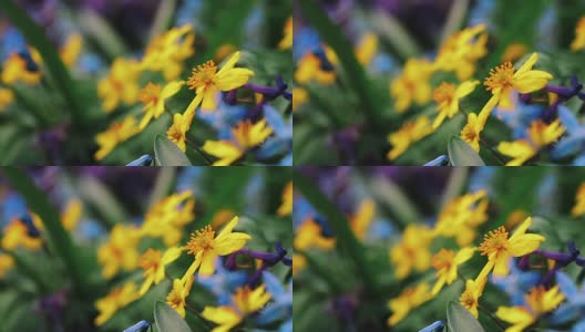 微距拍摄美丽的春天森林鲜花和植物在绿色的自然领域高清在线视频素材下载
