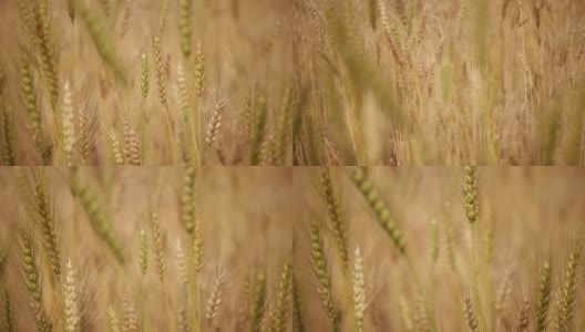 HD:小麦植株的特写。高清在线视频素材下载