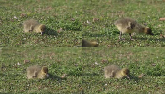 美丽的黄色毛茸茸的灰鹅宝宝小鹅在春天，安瑟高清在线视频素材下载