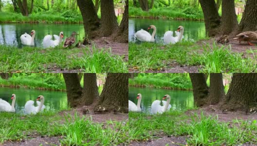 野鸭和小鸭们在湖边散步。天鹅在森林的池塘里游泳。鸟儿和雏鸟一起在野外生活。绿色的草和夏天。高清在线视频素材下载