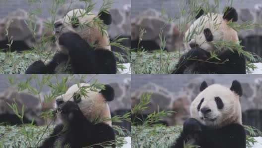 一只大熊猫在冬天吃竹子周围下雪。高清在线视频素材下载