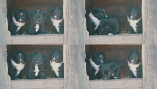 三只可爱可爱的小狗从狗屋里看着镜头高清在线视频素材下载