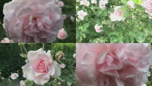 夏天的玫瑰花园高清在线视频素材下载