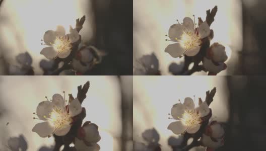 春天的花。在一个阳光明媚的日子，蜜蜂在杏树上为杏花授粉。高清在线视频素材下载