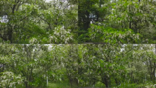 刮风时开花的槐树树枝高清在线视频素材下载