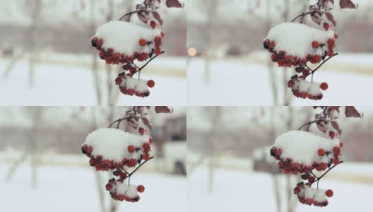 冬天花园里的树枝上，一串串红色的山楂落在雪地里。自然背景。高清在线视频素材下载