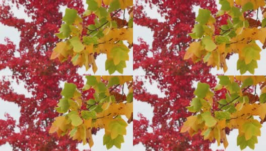 黄色的枫叶在风中摇曳。十月，枫叶在秋天从绿色变成黄色和红色。秋天大自然的概念。有选择性的重点。高清在线视频素材下载