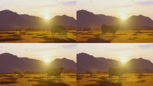 日落时分，在雾蒙蒙的山区放牧的牛群高清在线视频素材下载