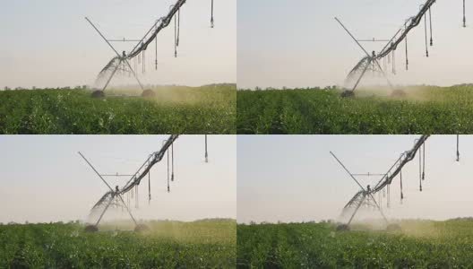 有灌溉系统的玉米田高清在线视频素材下载
