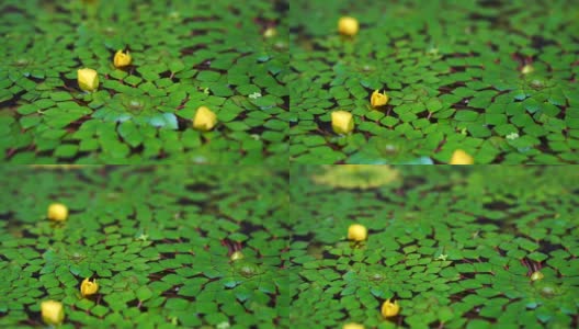 4K shot of beautiful special species of geometric water lilies leaf floating in pond with small fish swimming under高清在线视频素材下载