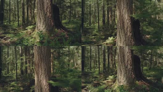 在夏季森林中，树干向上移动高清在线视频素材下载