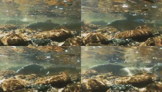 在鱼产卵的浅河里的水下图像高清在线视频素材下载